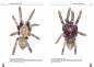 Preview: Die Blaue Thai-Vogelspinne